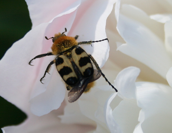 chlpáčik škvrnitý - zdobenec skvrnitý Trichius fasciatus