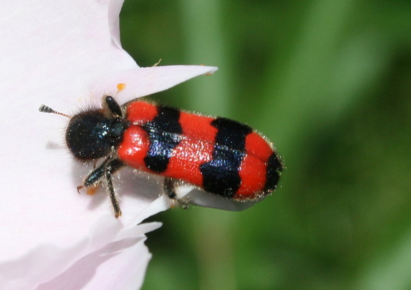 pestrokrovečník včelový Trichodes apiarius