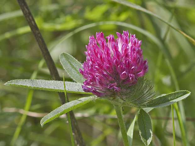 ďatelina alpská Trifolium alpestre L.