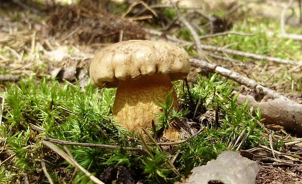 podhríb žlčový Tylopilus felleus (Bull.) P. Karst.