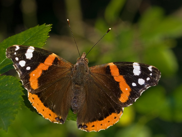 babocka admiralska Vanessa atalanta