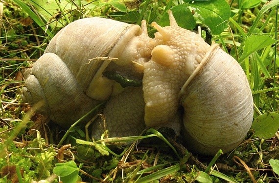 slimáky záhradné helix pomatia