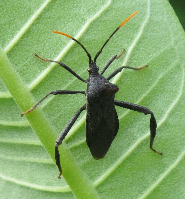 bzdocha Acanthocephala terminalis (Coreidae)