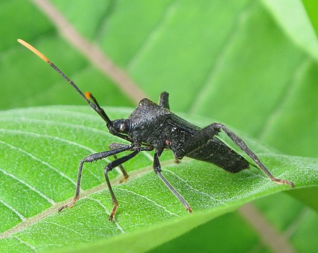 bzdocha Acanthocephala terminalis(Corceidae)