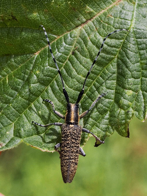 vrzúnik úzkoštíty  Agapanthia villosoviridescens  DeGeer, 1775