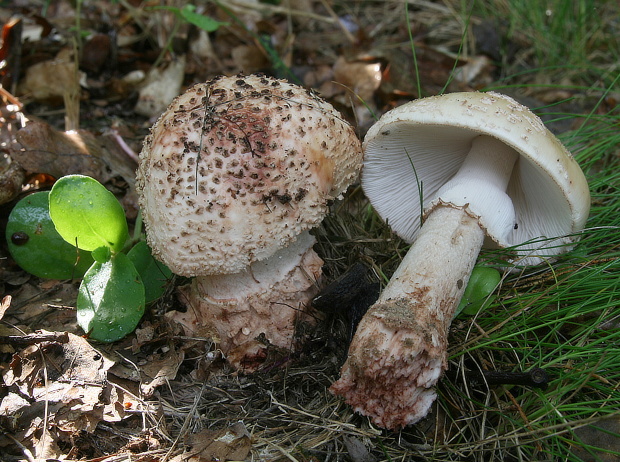 muchotrávka červenkastá Amanita rubescens Pers.