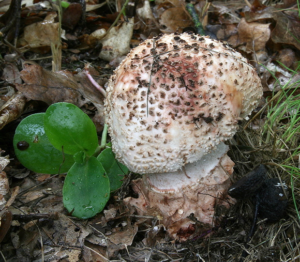 muchotrávka červenkastá Amanita rubescens Pers.