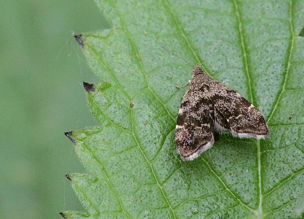 listomôľka Fabriciova - Molovenka kopřivová Anthophila fabriciana