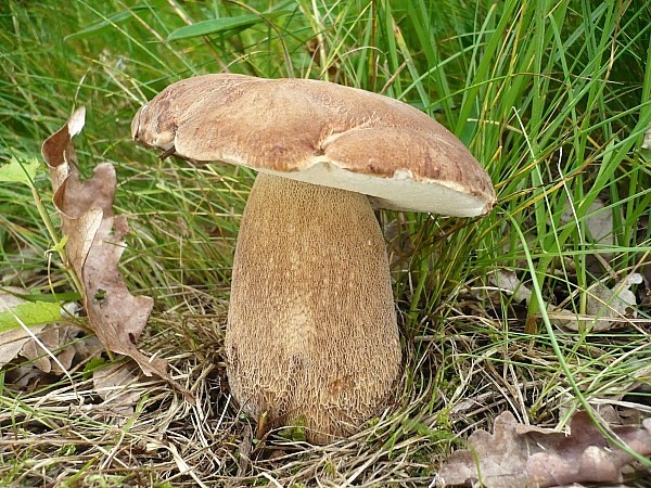 hríb dubový Boletus reticulatus Schaeff.