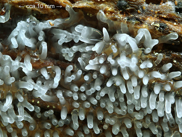 rohačka kríčkovitá, nerozvetvená varieta Ceratiomyxa fruticulosa var. descendens Emoto (1933)