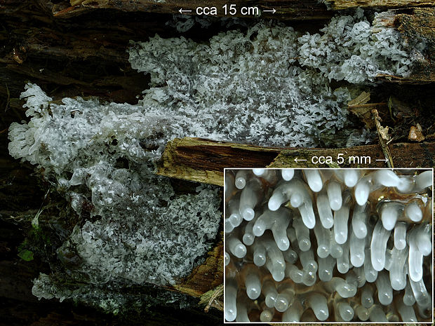 rohačka kríčkovitá, nerozvetvená varieta Ceratiomyxa fruticulosa var. descendens Emoto (1933)