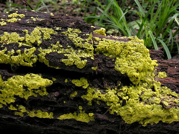 rohačka kríčkovitá v. pórovitá Ceratiomyxa fruticulosa var. porioides