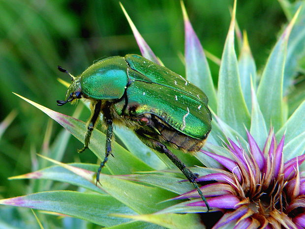 zlatoň obyčajný Cetonia aurata