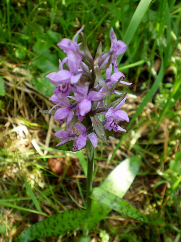 vstavačovec májový pravý Dactylorhiza majalis subsp. majalis (Reincherb.) Hunt & Summerh.