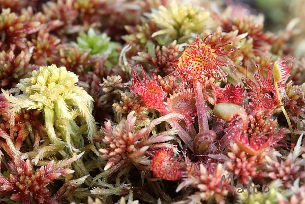 rosička okrúhlolistá Drosera rotundifolia L.