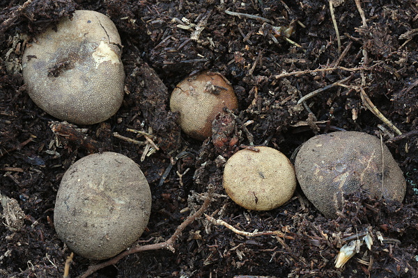 srnka Elaphomyces sp.