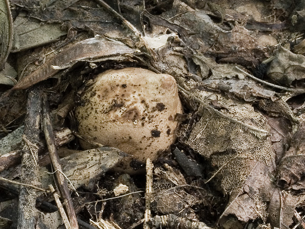 hviezdovka Geastrum cf. saccatum