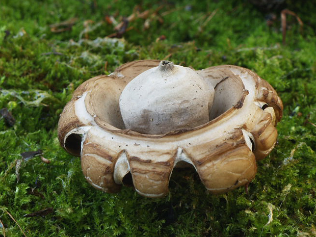 hviezdovka Geastrum sp.