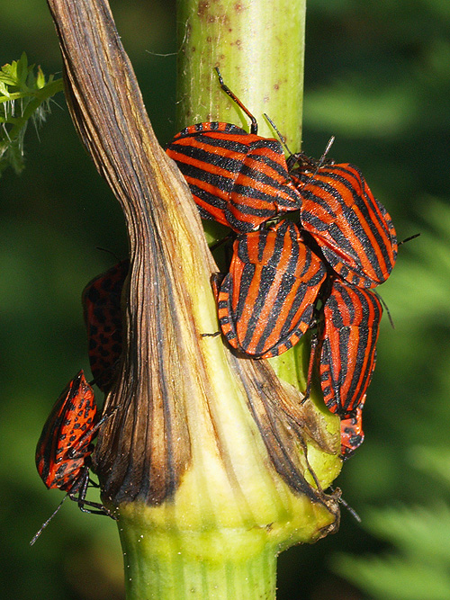 bzdocha pásavá  Graphosoma italicum