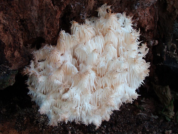 koralovec bukový Hericium coralloides (Scop.) Pers.