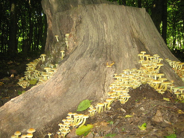 strapcovka zväzkovitá ? Hypholoma fasciculare (Huds.) P. Kumm.