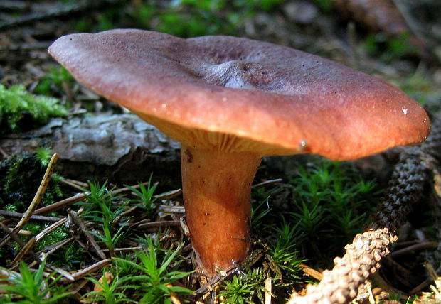 rýdzik Lactarius sp.