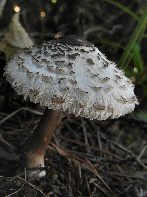 bedľa hustošupinatá Leucoagaricus nympharum (Kalchbr.) Bon