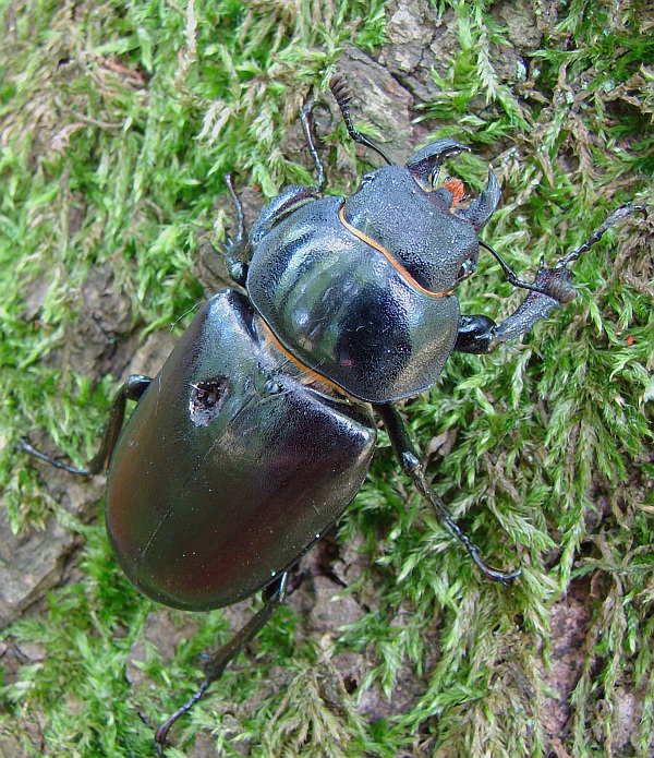 roháč obyčajný Lucanus cervus