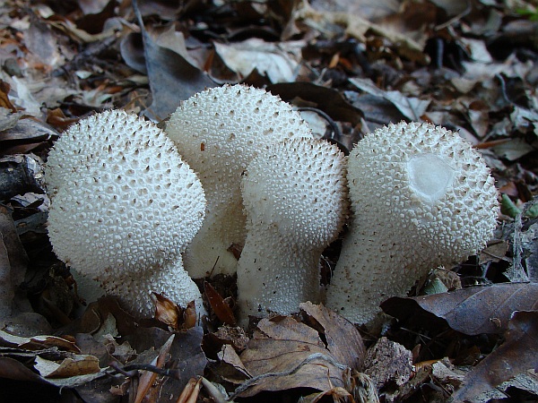 prášnica bradavičnatá Lycoperdon perlatum Pers.