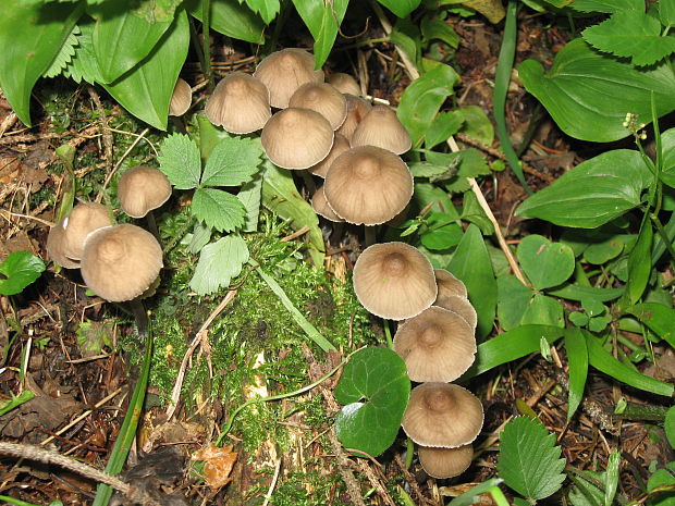 prilbička  Mycena sp.