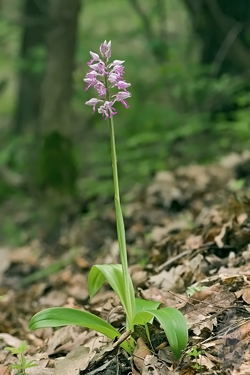 vstavač vojenský Orchis militaris L.