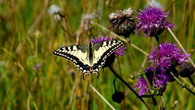 vidlochvost  feniklový Papilio machaon