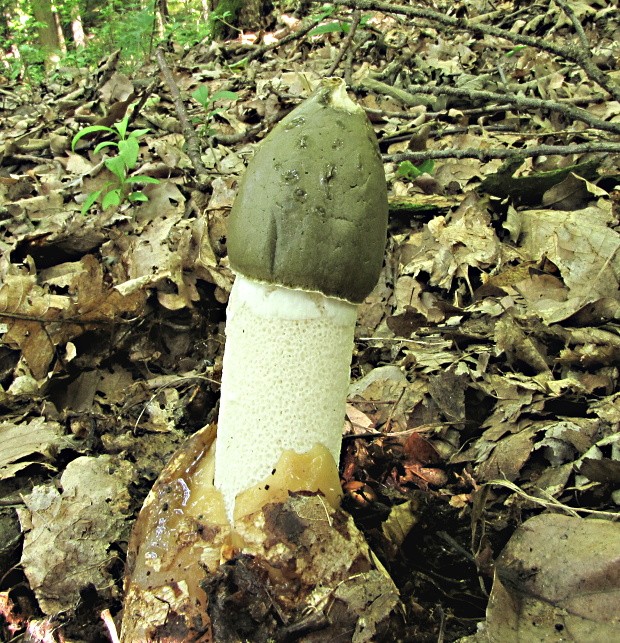 hadovka smradľavá Phallus impudicus L.