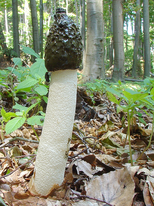 hadovka smradľavá Phallus impudicus L.