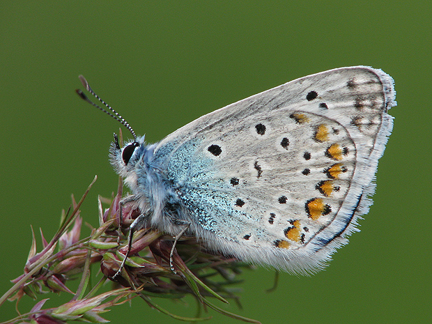 modráčik obyčajný  ? Polyommatus ikarus ?