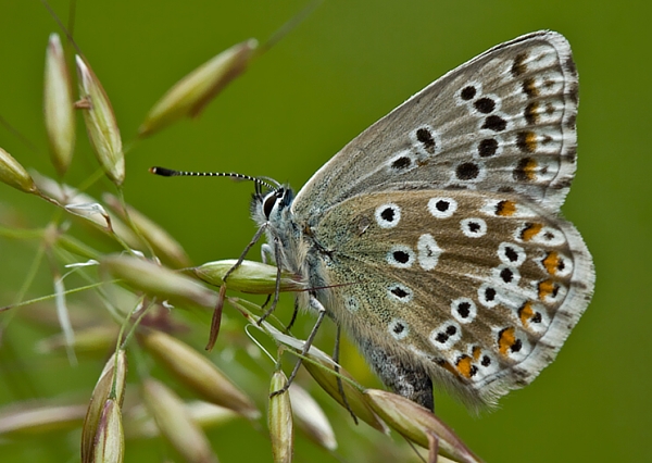 modráčik slovenský Polyommatus slovacus