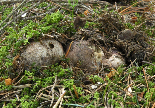 koreňovec Rhizopogon marchii (Bres.) Zeller & C.W. Dodge