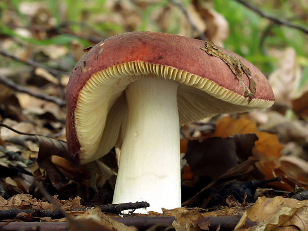 plávka hnedočervená Russula alutacea (Fr.) Fr.