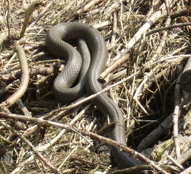 vretnica-cierna variacia Vipera berus