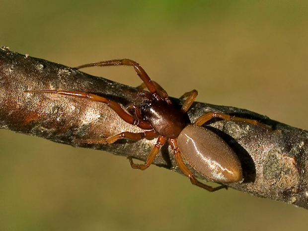 dysderidae