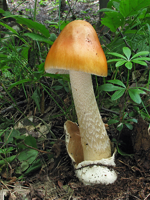 muchotrávka oranžová Amanita crocea (Quél.) Singer