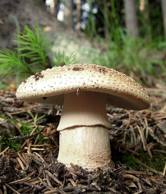 muchotrávka červenkastá Amanita rubescens Pers.