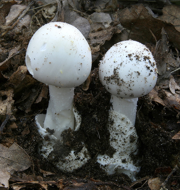 muchotrávka biela Amanita verna (Bull.) Lam.