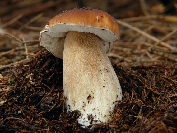 hríb smrekový Boletus edulis Bull.