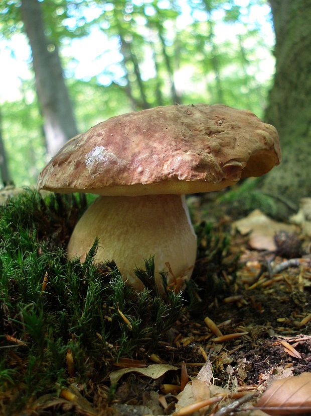 hríb sosnový Boletus pinophilus Pil. et Dermek in Pil.