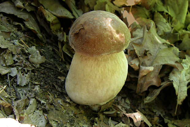 hríb dubový Boletus reticulatus Schaeff.