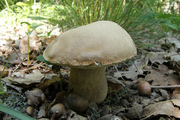 hríb dubový Boletus reticulatus Schaeff.