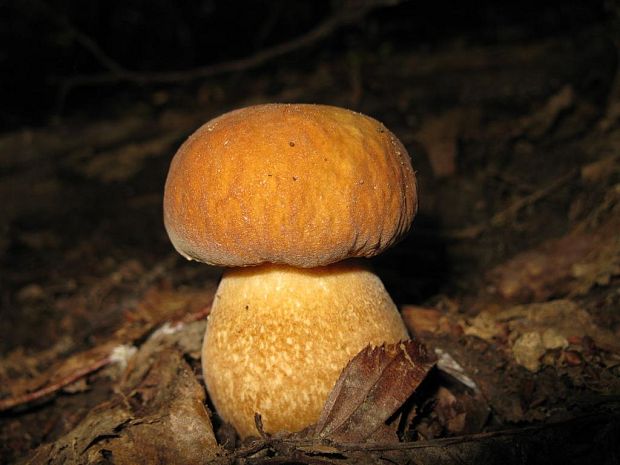 hríb dubový Boletus reticulatus Schaeff.