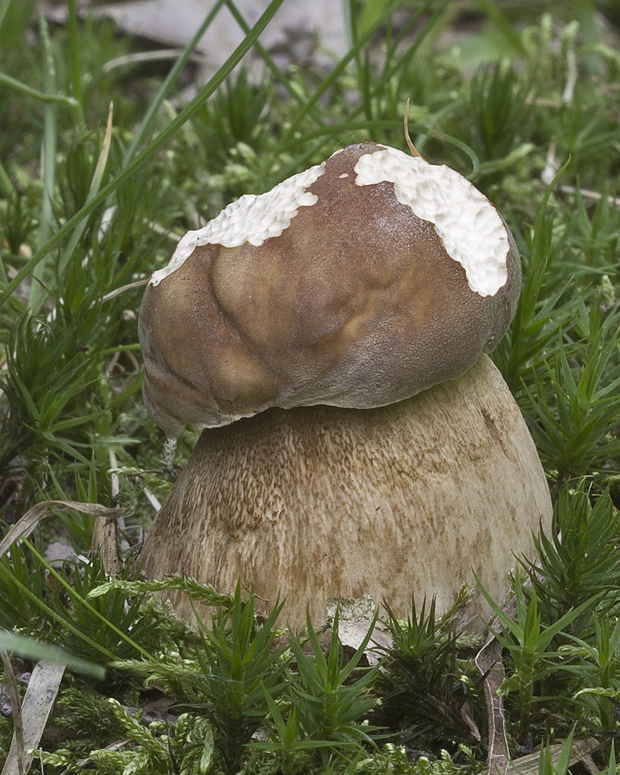 hríb dubový Boletus reticulatus Schaeff.