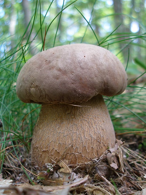 hríb dubový Boletus reticulatus Schaeff.